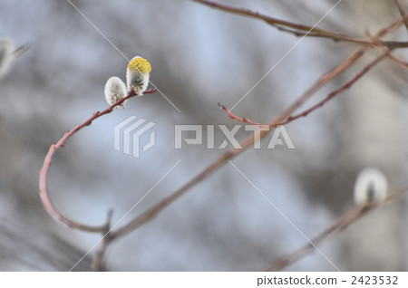 玫瑰金褪色柳 植物 植物學 2423532
