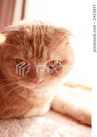 Cat's face Cat's face 2423847