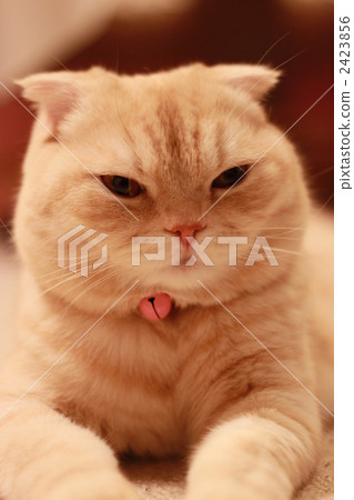 Sphinx 'cat Sphinx 'cat 2423856