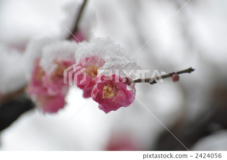 Snow day plum 2424056
