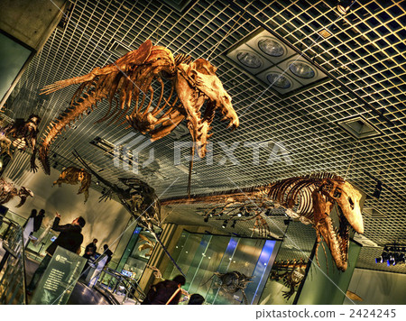 skeletal specimens, ichthyosaur, fossil 2424245