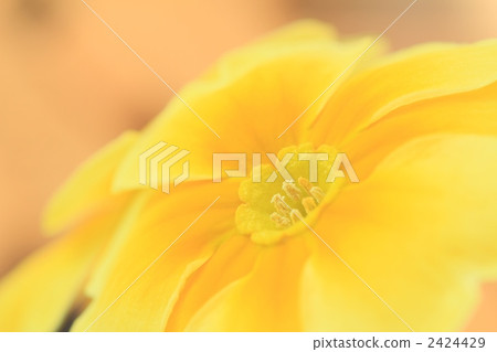 Yellow Primula Poliansa 2424429