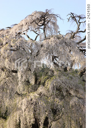 Azumino的流蘇櫻花 2424560