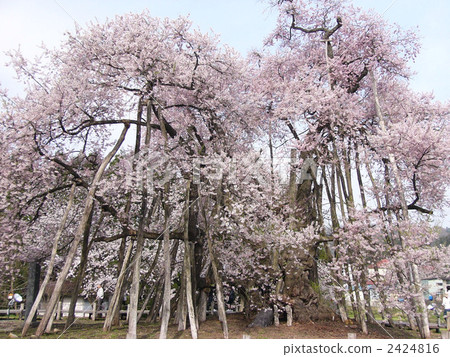 Isaawa Kubo cherry tree 2424816