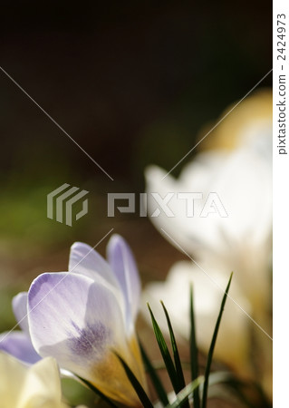 藏紅花 舉起 向上 2424973