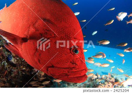 Azahata Azahata 2425204