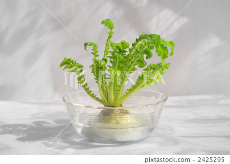 Daikon in hydroponics Daikon in hydroponics 2425295