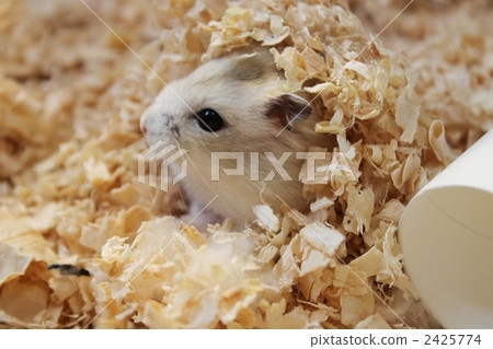 Jungarian Hamster Putting 2425774