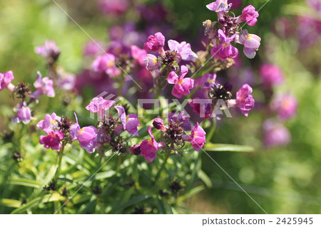 linaria, princess snapdragon, bloom 2425945