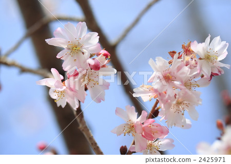 十月櫻花 淺粉色 寒櫻 2425971