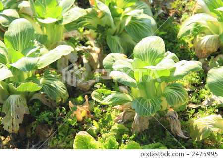 shakushina, seppaku body greens, dipper-shape leaf vegetables 2425995