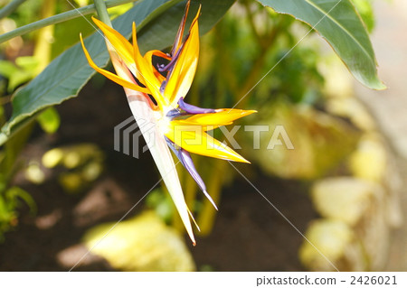strelitzia, bird-of-paradise, sutorechia regine 2426021
