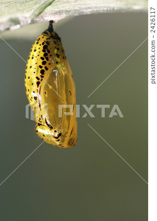 Pupa of the Rhinocerosoma sp. 1 Pupa of the Rhinocerosoma sp. 1 2426117