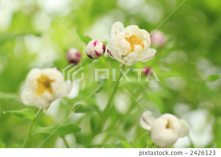 花髮簪 花式髮簪 蠟菊屬植物 2426123