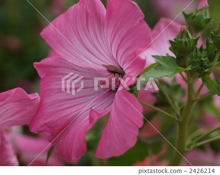 Lavatora·Trimesteris花 Lavatora·Trimesteris花 2426214