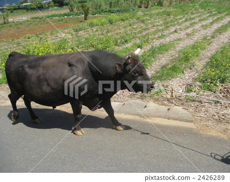 Walking the bullfight Walking the bullfight 2426289