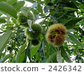 chestnut, chestnuts, japanese chestnut 2426342
