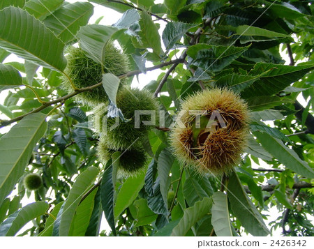 chestnut, chestnuts, japanese chestnut 2426342