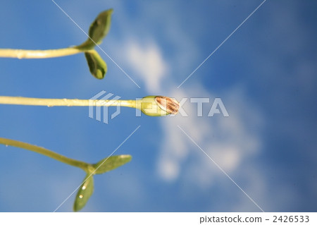 sprout, growth, extend 2426533