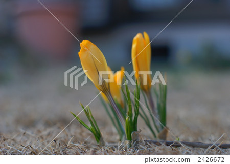 Crocus Crocus 2426672