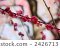 小白 2426713