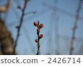 桃花蕾 2426714