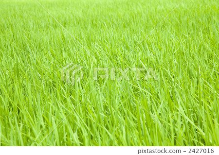 新鮮的綠色米領域 新鮮的綠色米領域 2427016