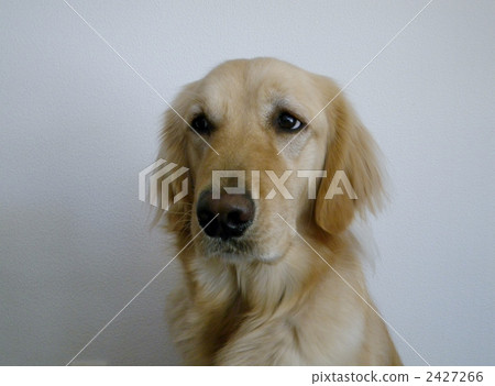 golden retriever, 2-3 Year, one small animal 2427266