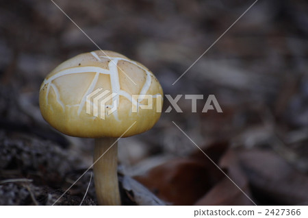 白蘑菇 2427366
