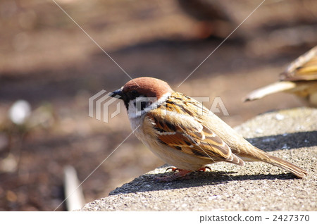 麻雀 麻雀 2427370