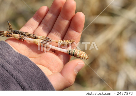 有一個Tsukushi！ 2427873