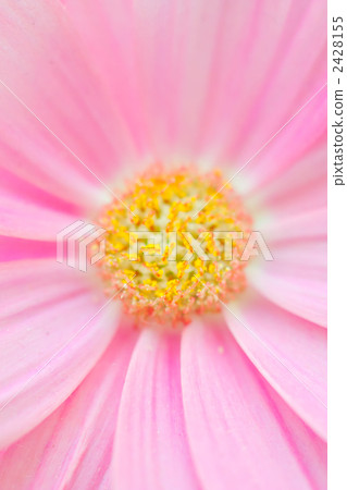 Cineraria flowers Cineraria flowers 2428155