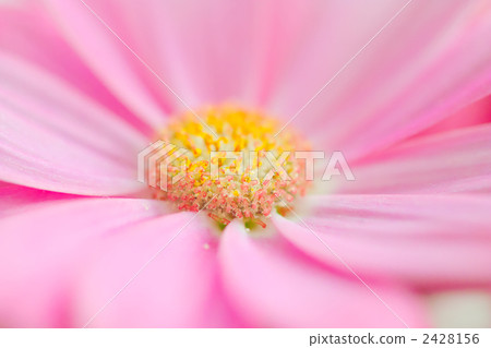 Cineraria flowers 2428156