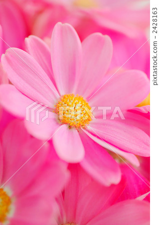 Cineraria flowers Cineraria flowers 2428163