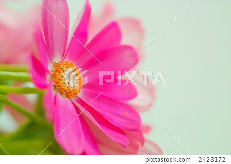 Cineraria flowers 2428172