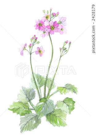 Primula pink 2428179