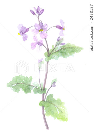 Murasakihanaana Hananaikon 2428187