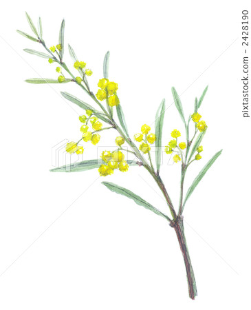 含羞草 含羞草 2428190