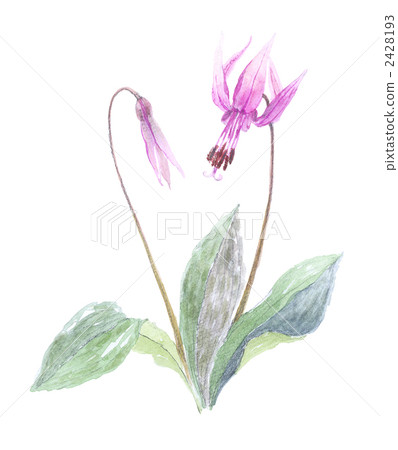 沖繩的花朵 2428193