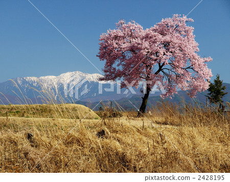 櫻花和Senjogake 櫻花和Senjogake 2428195