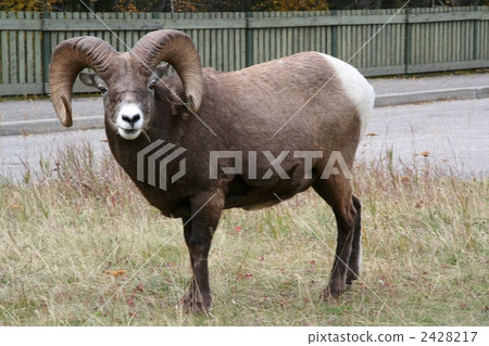 艾伯塔 墨綠 北美 2428217