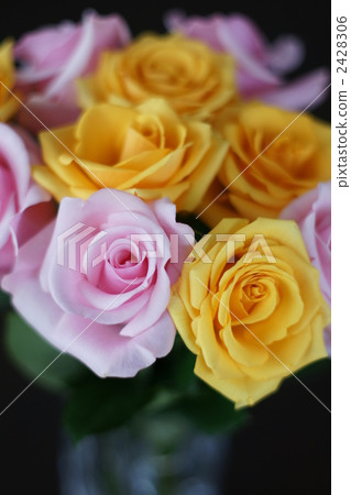 花朵 花 花卉 2428306