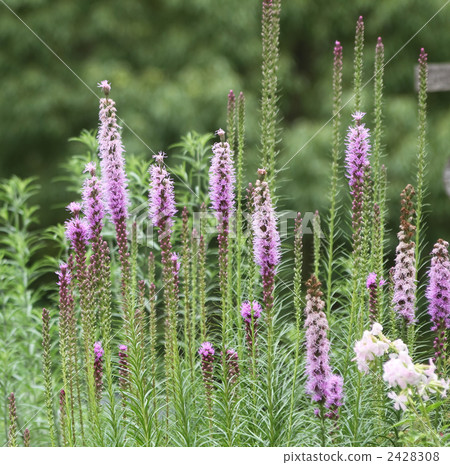 Liatris蘭香 2428308