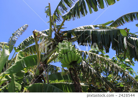 島嶼香蕉A. 2428544