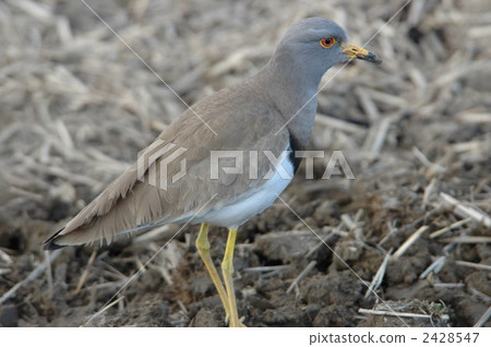 灰頭田鳧 候鳥 野生鳥類 2428547
