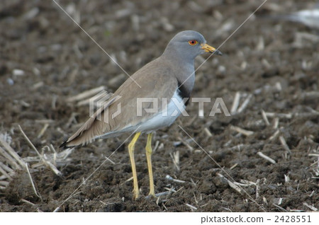 灰頭田鳧 野生鳥類 野鳥 2428551
