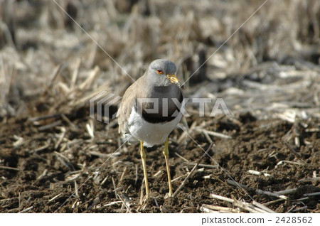 灰頭田鳧 野生鳥類 野鳥 2428562