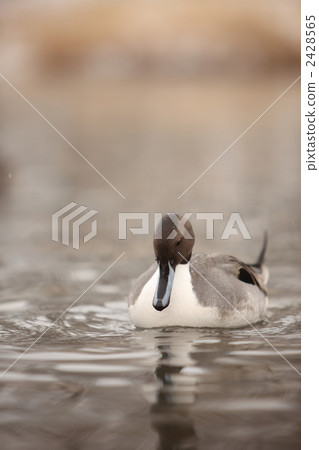 Sawa River swan lake lizard 2428565