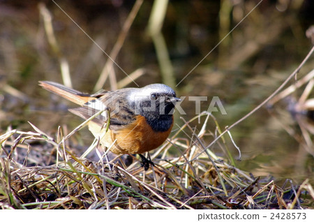 紅尾鴝 野生鳥類 野鳥 2428573