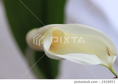 color, single flower, single wheel 2428951